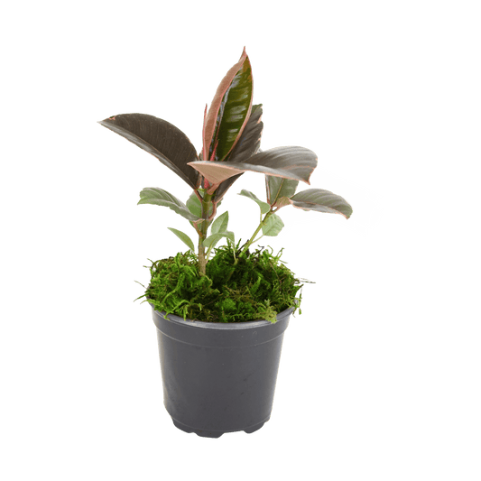 4" Rubber Plant Ruby image 0