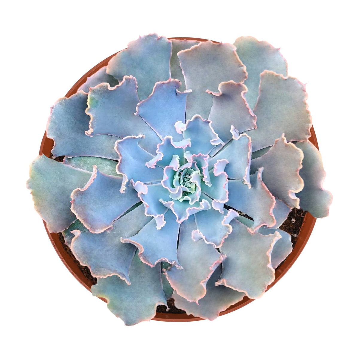 Echeveria Blue Curls (6 inch) image 0