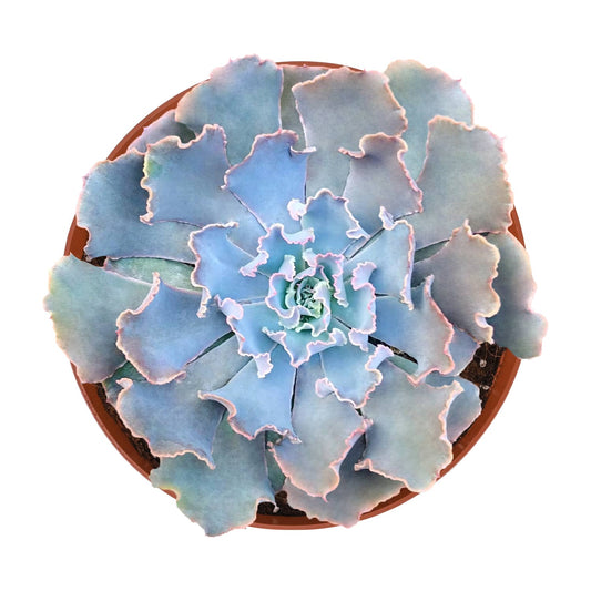 Echeveria Blue Curls (6 inch) image 0
