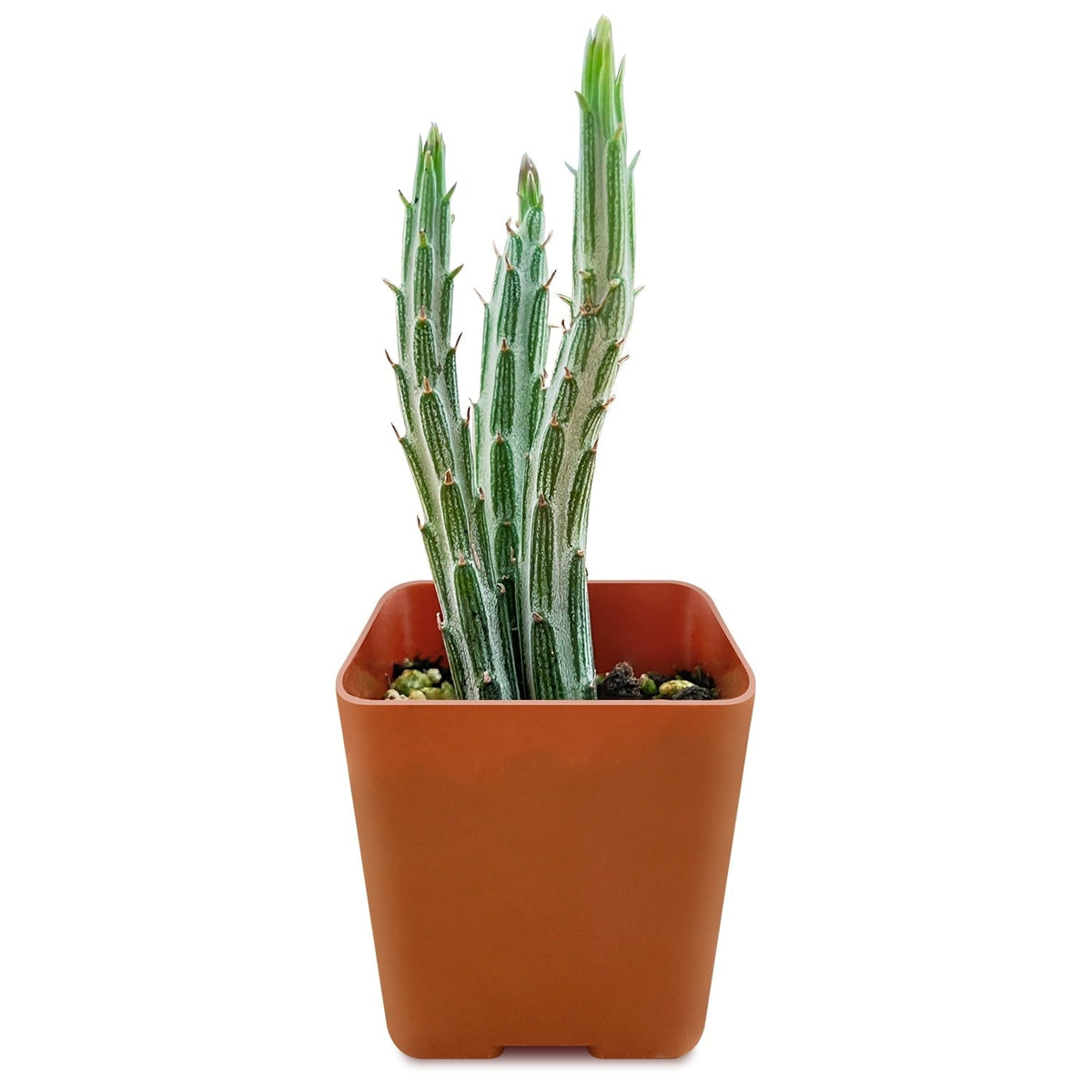 Senecio Stapeliiformis image 1