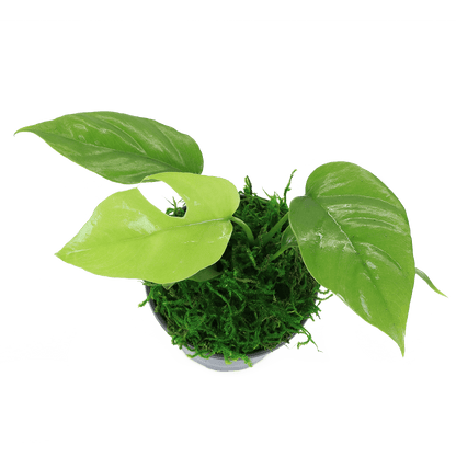 4" Monstera Minima image 1