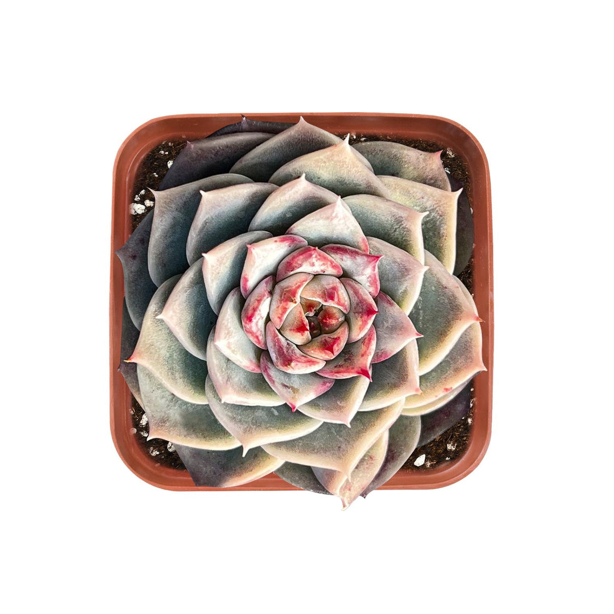 Echeveria 'Red Velvet' Sugar Heart image 0