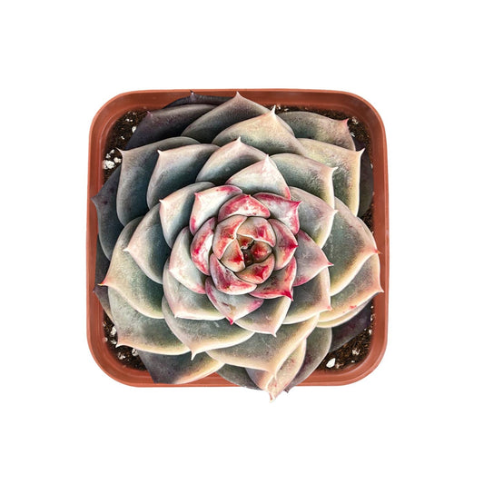 Echeveria 'Red Velvet' Sugar Heart image 0