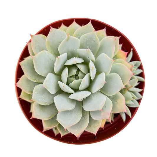 Echeveria 'Prism' (6 inch) image 0