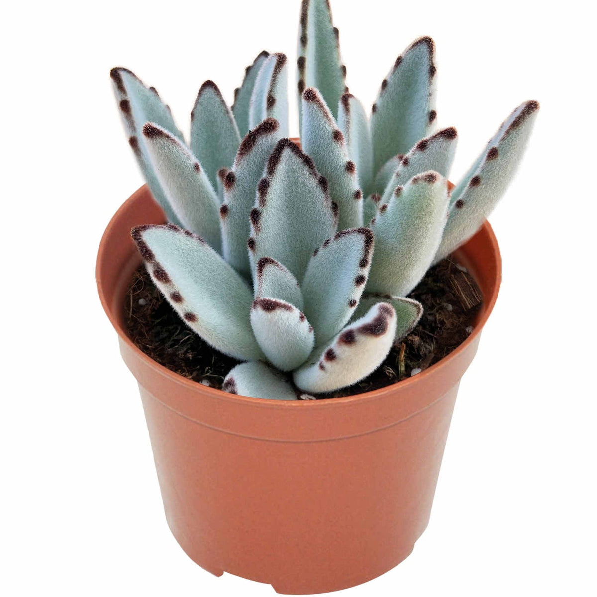 Kalanchoe tomentosa/Panda Plant (4 inch) image 0