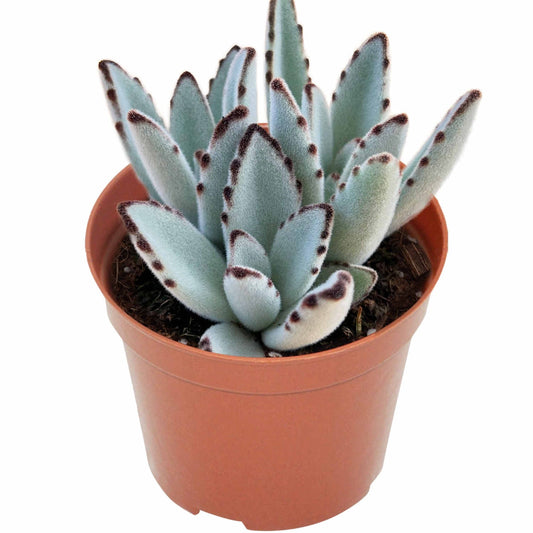 Kalanchoe tomentosa/Panda Plant (4 inch) image 0