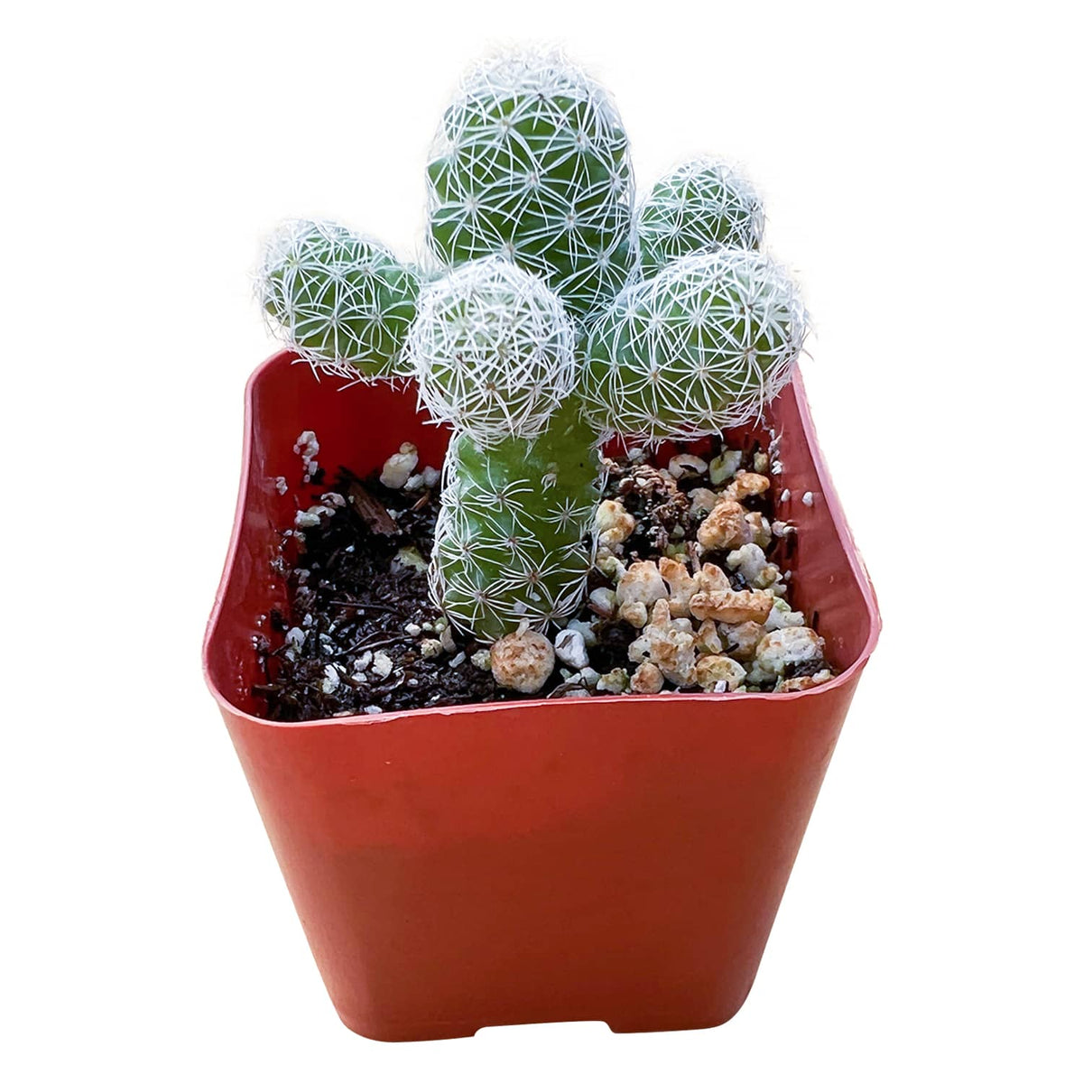 Mammillaria gracilis fragilis / Thimble Cactus image 0
