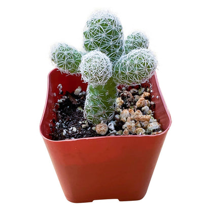 Mammillaria gracilis fragilis / Thimble Cactus image 0