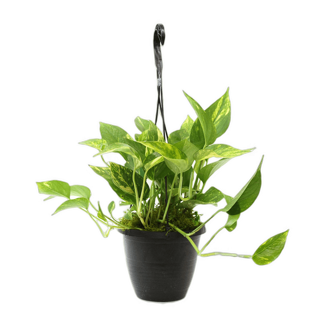 6.5" Golden Pothos Hanging Baskets image 0
