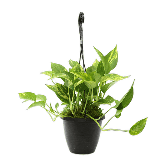 6.5" Golden Pothos Hanging Baskets image 0