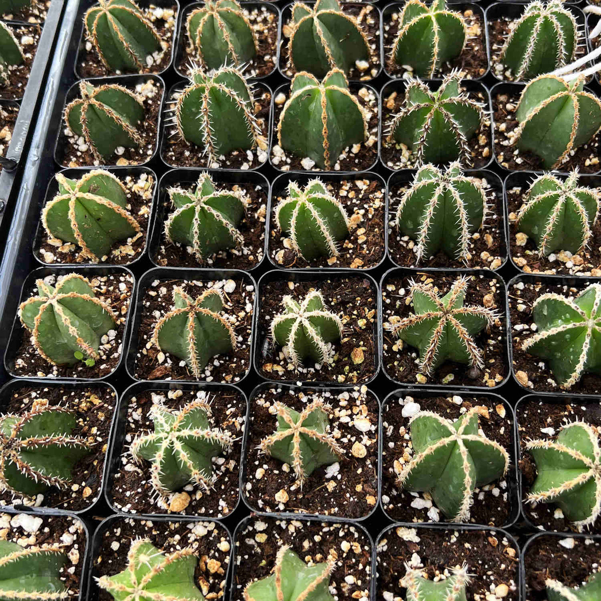Pachycereus marginatus / Mexican Fence Post Cactus image 3