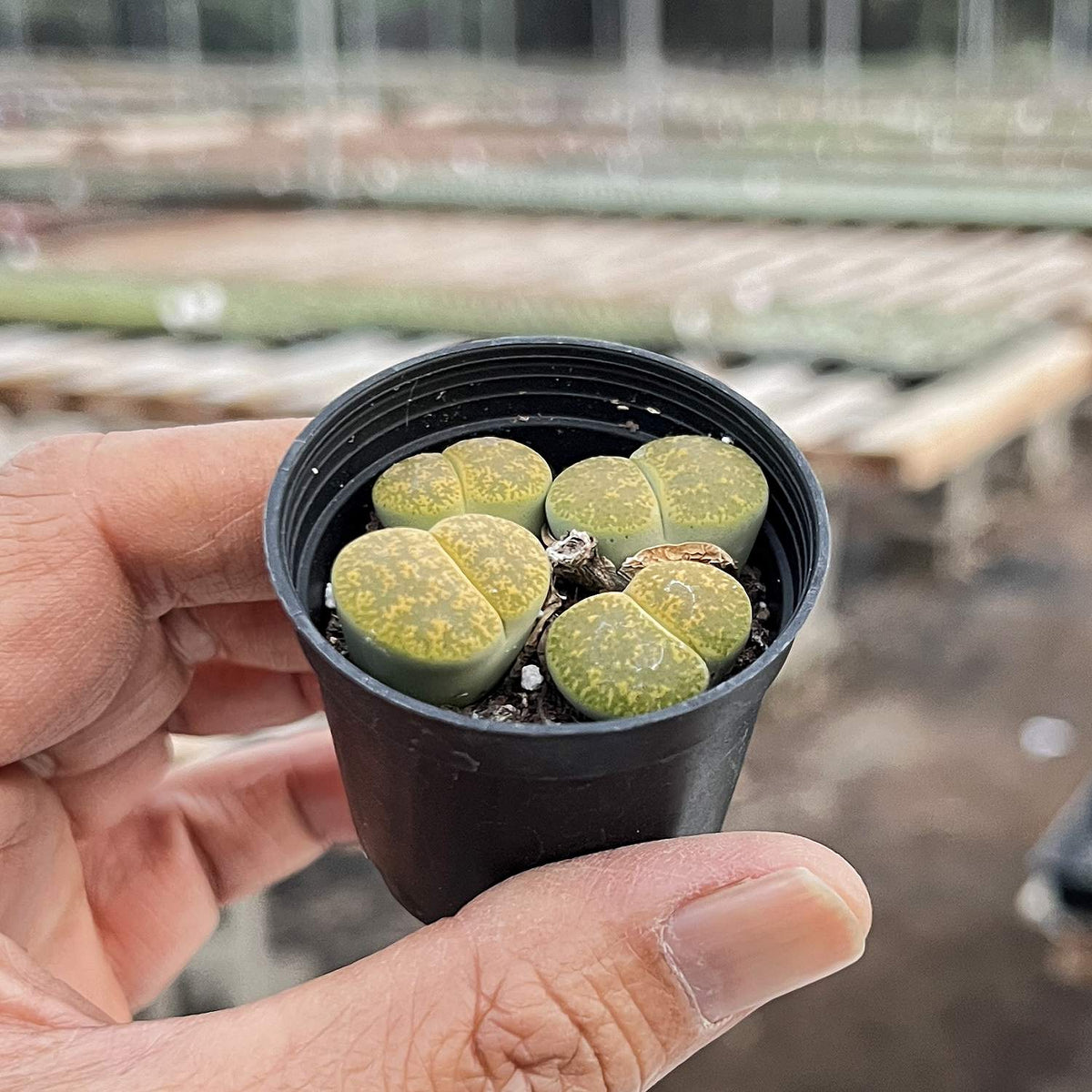 Lithops lesliei 'Greenhorn' image 2