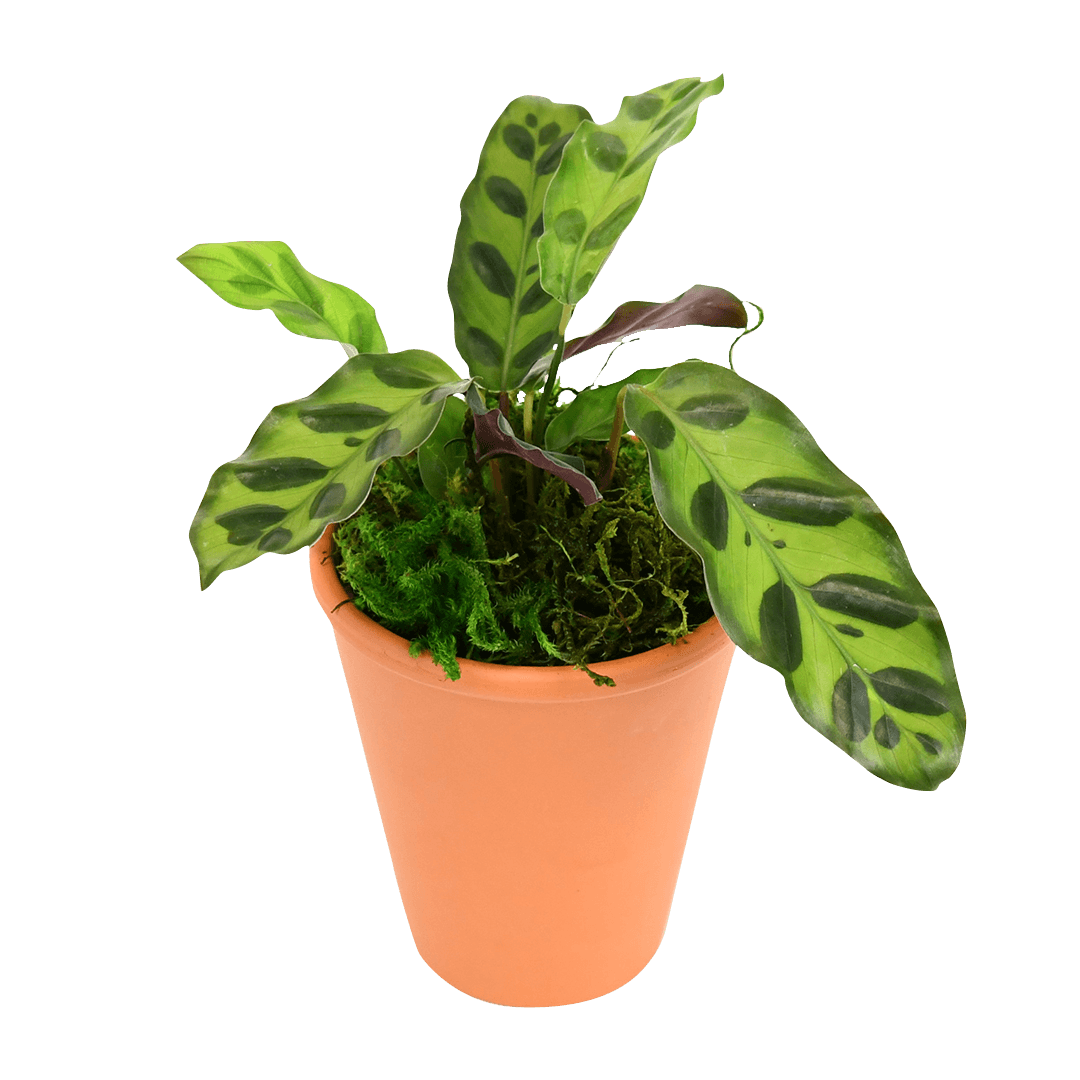 2.5" Calathea Rattlesnake image 1