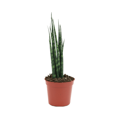 2.5" Sansevieria Mikado Fernwood image 1