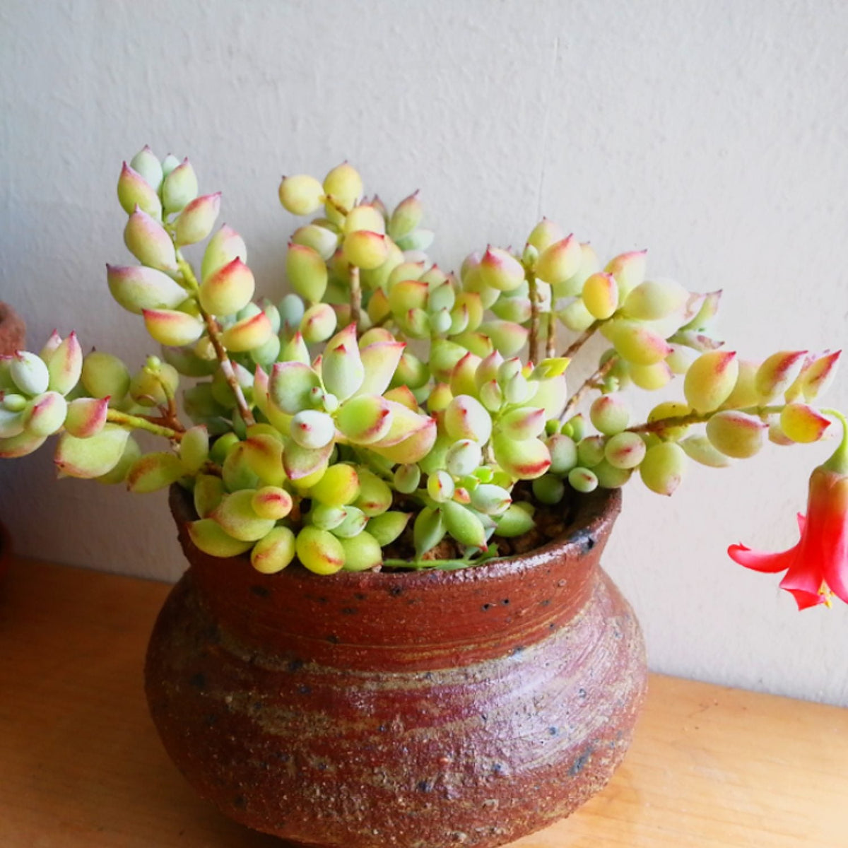 Cotyledon Pendens (4 inch) image 4