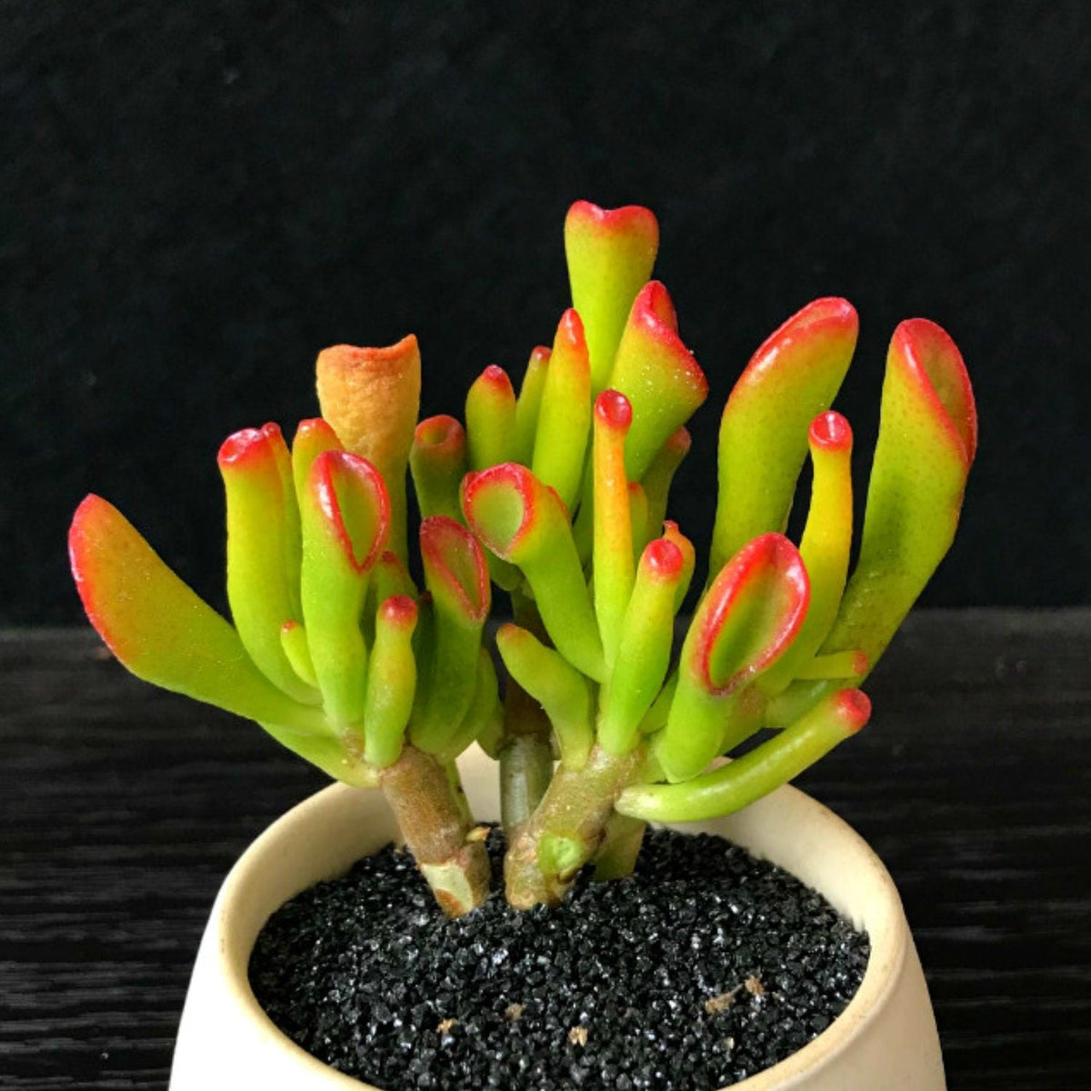 Crassula Ovata 'Gollum' image 1