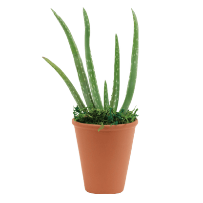 2.5" Aloe Vera image 0