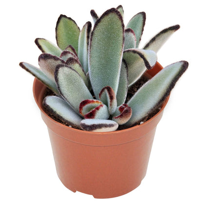 Kalanchoe Tomentosa Daruma (4 inch) image 0
