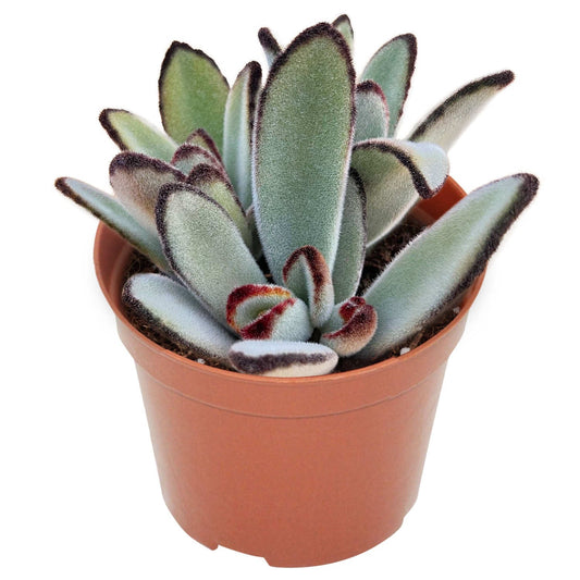 Kalanchoe Tomentosa Daruma (4 inch) image 0