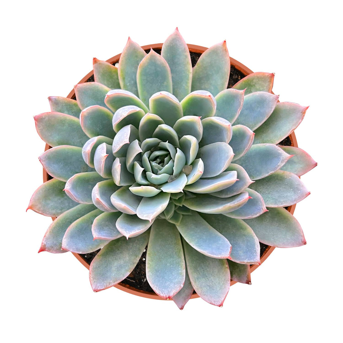 Echeveria Moon Gad Varnish (6 inch) image 0