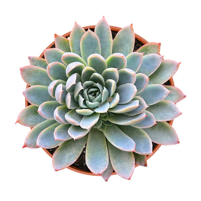 Echeveria Moon Gad Varnish (6 inch) image 0