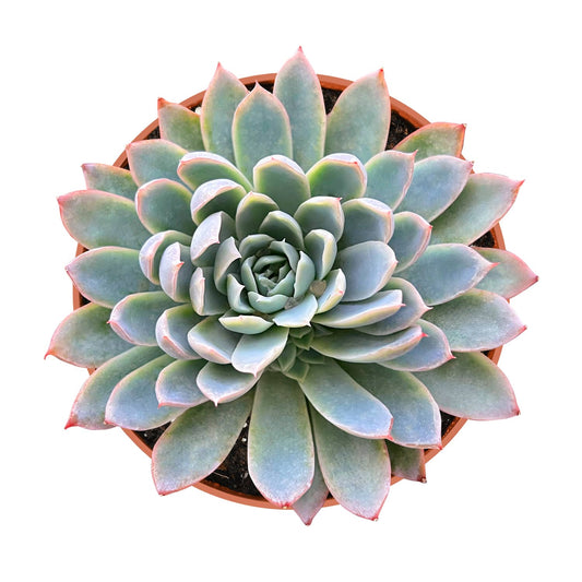 Echeveria Moon Gad Varnish (6 inch) image 0