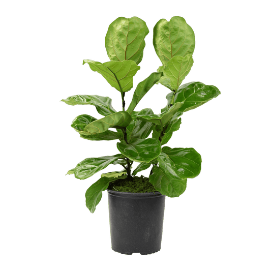 10" Fiddle Leaf Fig image 0