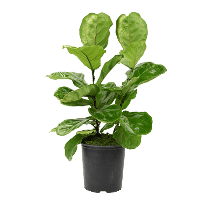 10" Fiddle Leaf Fig Artificial