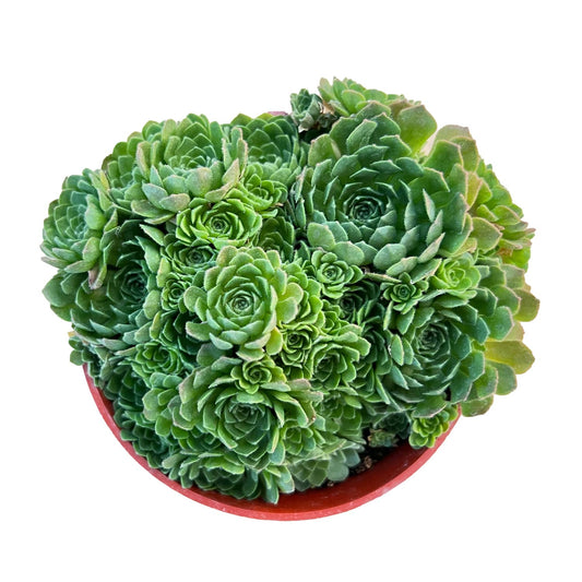 Rosularia Platyphylla (4 inch) image 0
