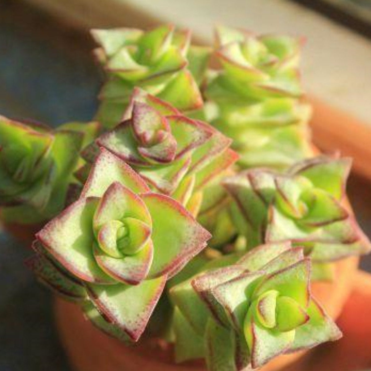 Crassula Perforata Subsp. Perforata image 1