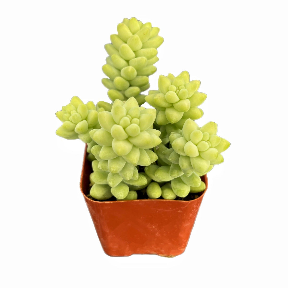 Sedum Morganianum Burrito image 0
