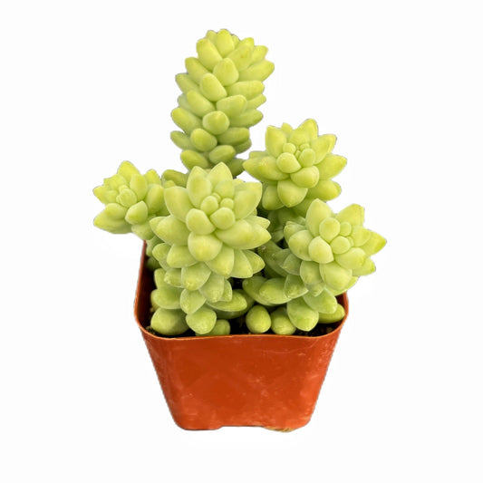 Sedum Morganianum Burrito image 0