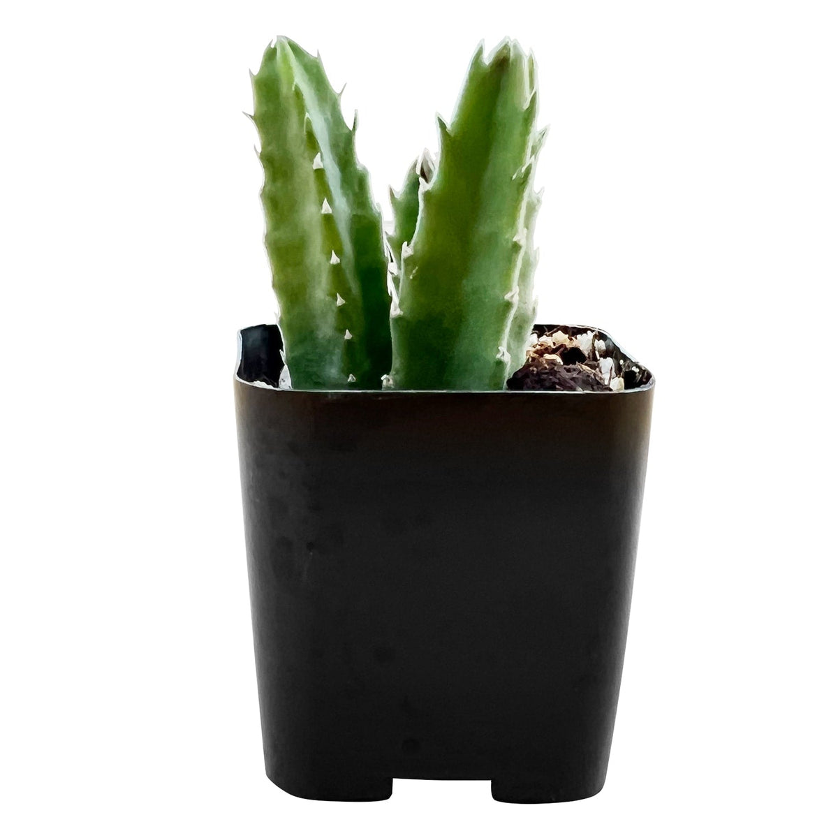 Stapelia Leendertziae image 1