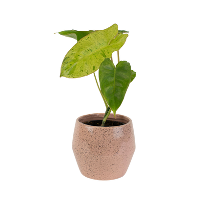 4" Philodendron Paraiso Verde image 0
