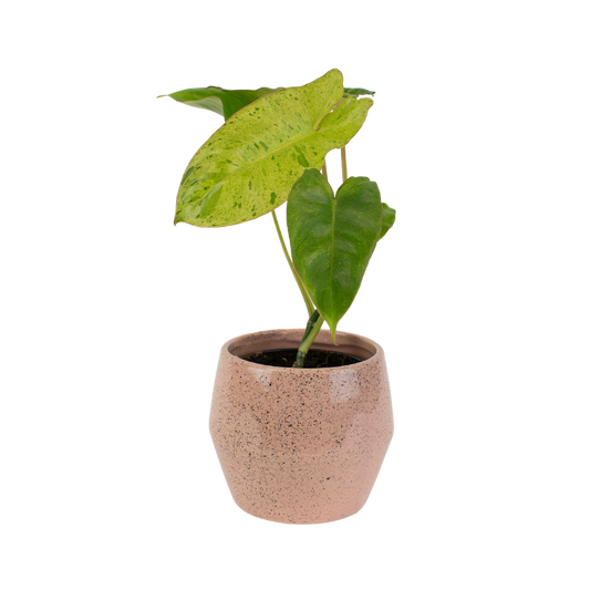 4" Philodendron Paraiso Verde image 0