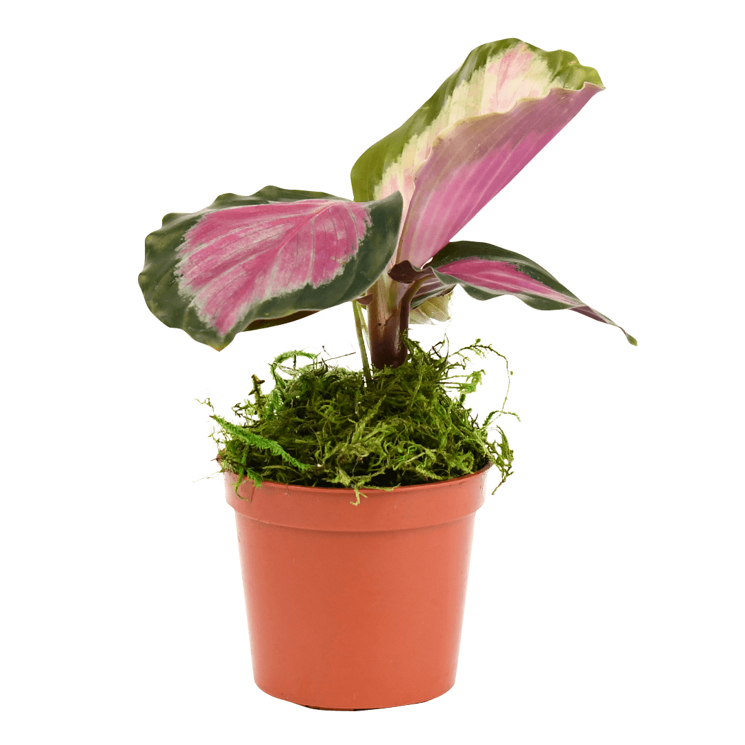 2.5" Calathea Rosy image 1