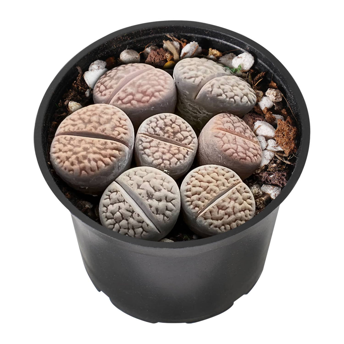 Lithops hookeri v. hookeri image 1