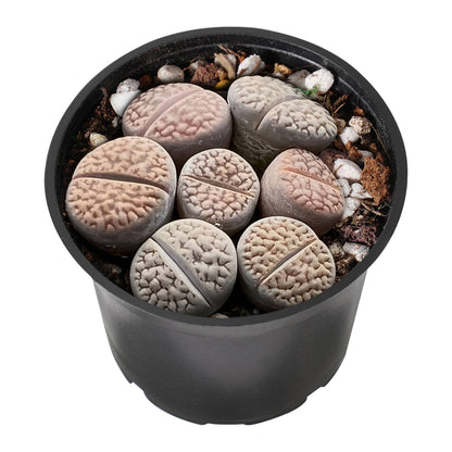 Lithops hookeri v. hookeri image 1