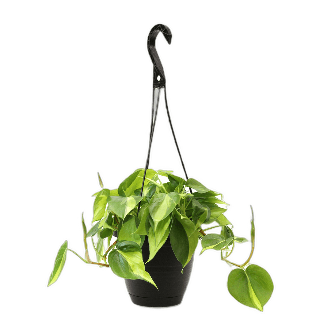 6.5" Philodendron Brasil Hanging Baskets image 0