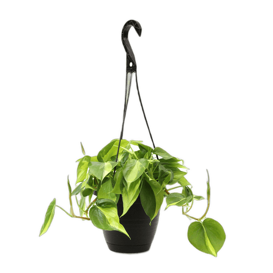 6.5" Philodendron Brasil Hanging Baskets image 0