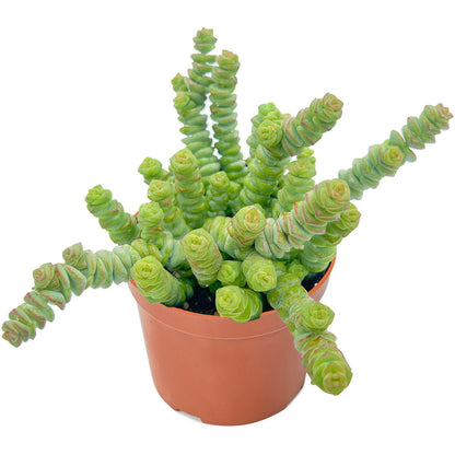 Crassula 'Baby's Necklace' (4 inch) image 0
