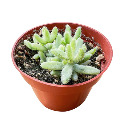 Delosperma Echinatum 'Pickle Plant' Variegata (4 inch) image 1