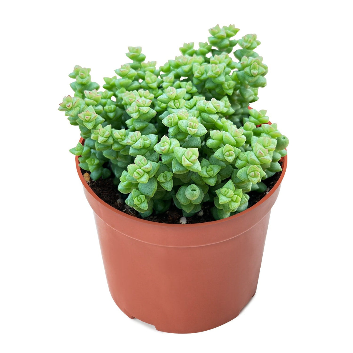 Crassula 'Tom Thumb' (4 inch) image 0