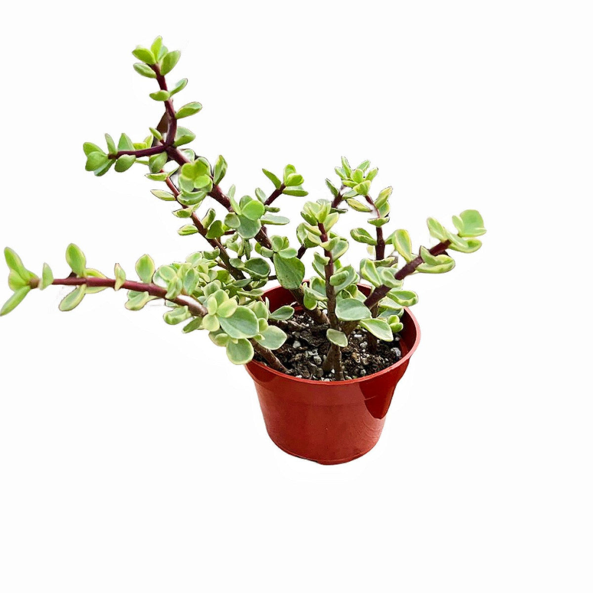 Portulacaria Afra 'Variegata' (4 inch) image 0