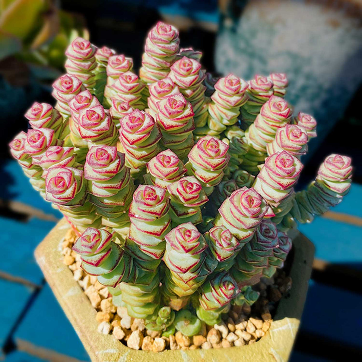 Crassula 'Baby Necklace' image 1