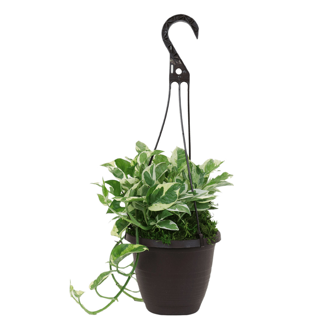 6.5" Pearls & Jade Pothos Hanging Baskets image 0
