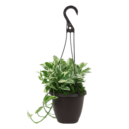 6.5" Pearls & Jade Pothos Hanging Baskets image 0