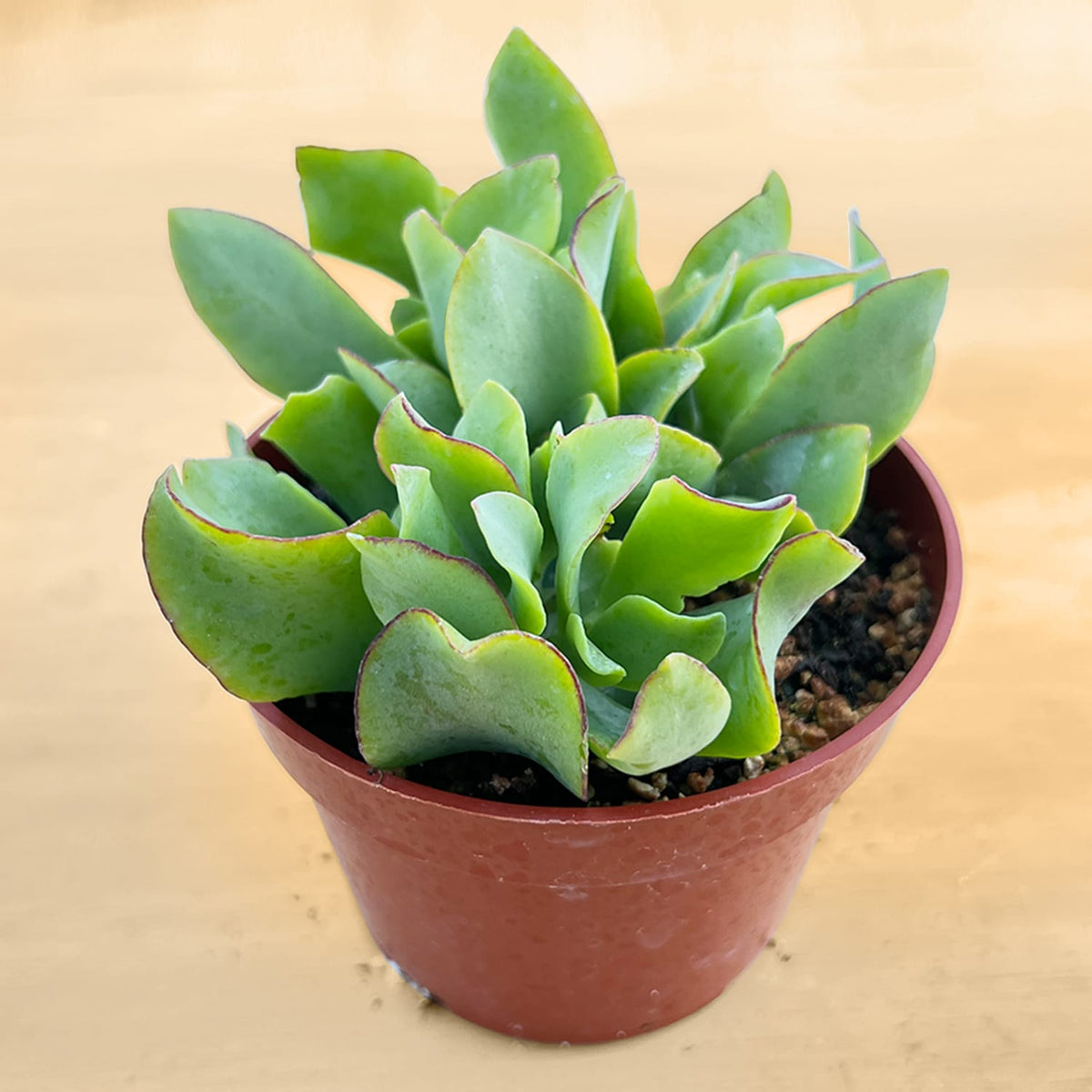 Crassula Arborescens Undulatifolia (4 inch) image 1