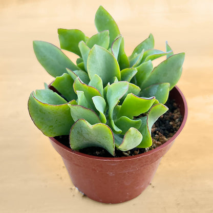 Crassula Arborescens Undulatifolia (4 inch) image 1