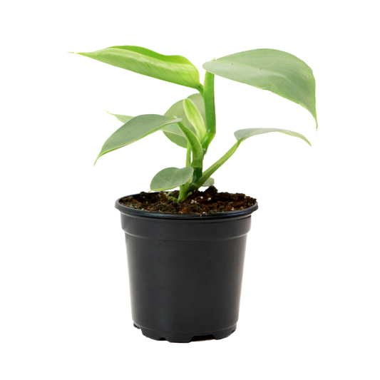 4" Philodendron Silver Sword image 0